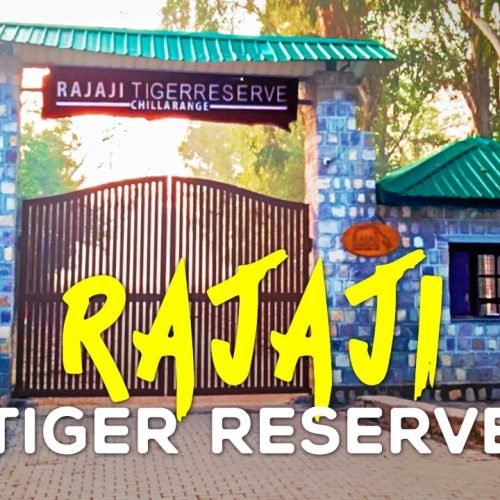 राजाजी टाइगर रिजर्व में 15 नवंबर से शुरू होगी जंगल सफारी — रोमांच, हरियाली और वाइल्डलाइफ़ का संगम।